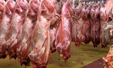 توزیع گوشت گوساله گرم و منجمد با نرخ‌های مصوب از امروز
