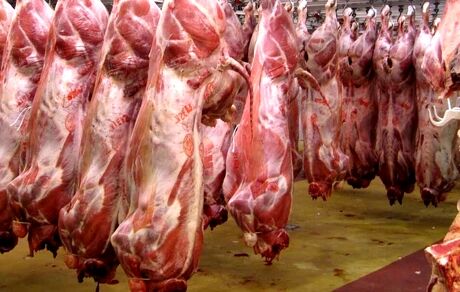 توزیع گوشت گوساله گرم و منجمد با نرخ‌های مصوب از امروز