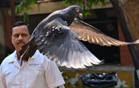کبوتر متهم به جاسوسی آزاد شد