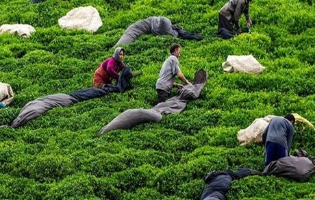 خرید ۴۹ هزار تن چای به ارزش ۴۴۴ میلیارد تومان از چای‌کاران