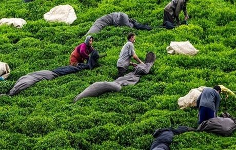خرید ۴۹ هزار تن چای به ارزش ۴۴۴ میلیارد تومان از چای‌کاران