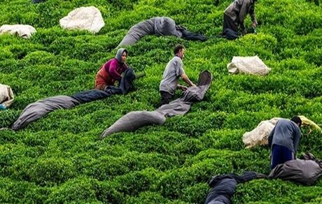 خرید ۴۹ هزار تن چای به ارزش ۴۴۴ میلیارد تومان از چای‌کاران