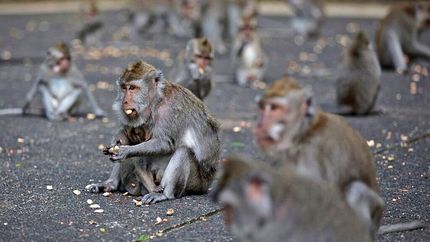 میمون‌های قاتل بعد از کشتن ۲۵۰ سگ به دام افتادند + ویدئو