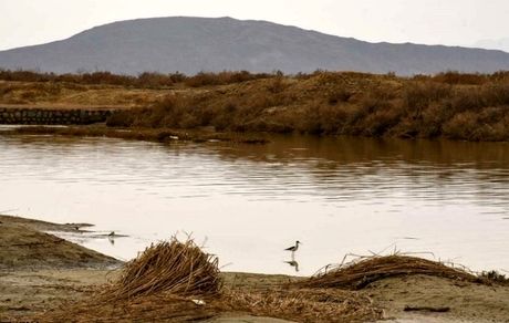  صادقی: ورود حدود ۴ میلیون متر مکعب آب به تالاب بین المللی گاوخونی 