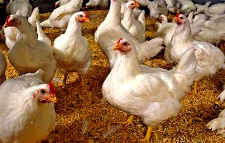  بیانیه بیش از ۱۶۰ نمایندۀ مجلس در حمایت از طرح ملی «مرغ آرین»