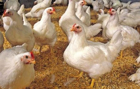  بیانیه بیش از ۱۶۰ نمایندۀ مجلس در حمایت از طرح ملی «مرغ آرین»
