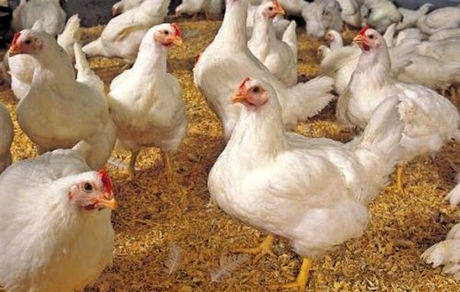  بیانیه بیش از ۱۶۰ نمایندۀ مجلس در حمایت از طرح ملی «مرغ آرین»