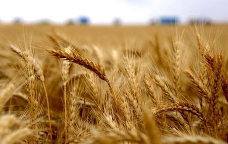 پیش‌بینی خرید ۶۲۰ هزار تن گندم در استان لرستان