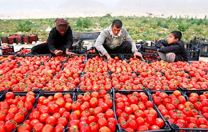 برداشت ۵۴۰ هزار تن گوجه فرنگی از مزارع استان بوشهر 