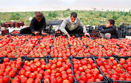 برداشت ۵۴۰ هزار تن گوجه فرنگی از مزارع استان بوشهر 