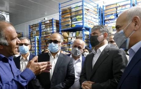 اختصاص ۵۰۰ میلیارد ریال اعتبار برای نوسازی نخلستان‌های استان بوشهر