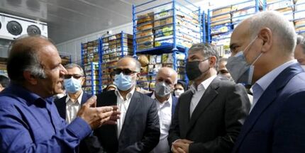 اختصاص ۵۰۰ میلیارد ریال اعتبار برای نوسازی نخلستان‌های استان بوشهر