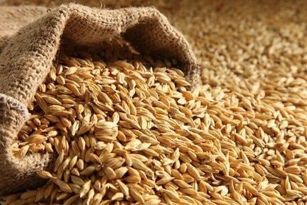 ماجرای جوانه زدن جوی دپو شده در گمرک بندر چابهار