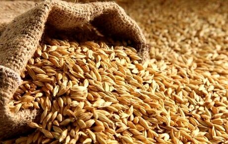ماجرای جوانه زدن جوی دپو شده در گمرک بندر چابهار