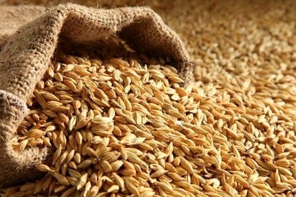 ماجرای جوانه زدن جوی دپو شده در گمرک بندر چابهار