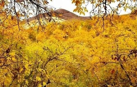 جنگل‌های اقلیم کردستان عراق در حال نابودی