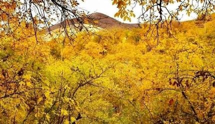 جنگلهای اقلیم کردستان عراق در حال نابودی