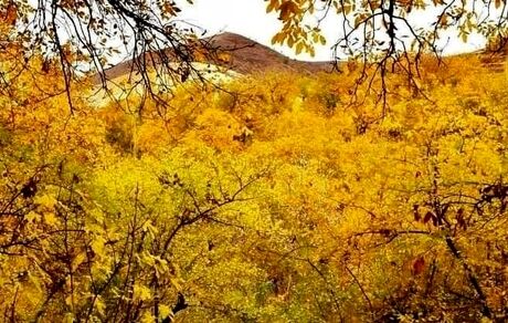 جنگل‌های اقلیم کردستان عراق در حال نابودی