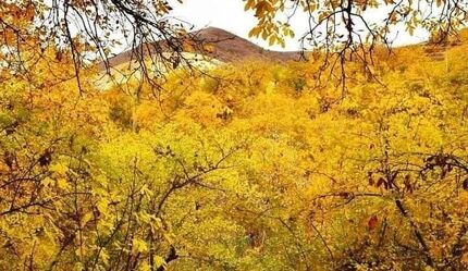 جنگل‌های اقلیم کردستان عراق در حال نابودی