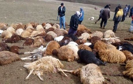 صدها راس گوسفند بر اثر رعد و برق تلف شدند