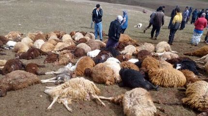 صدها راس گوسفند بر اثر رعد و برق تلف شدند
