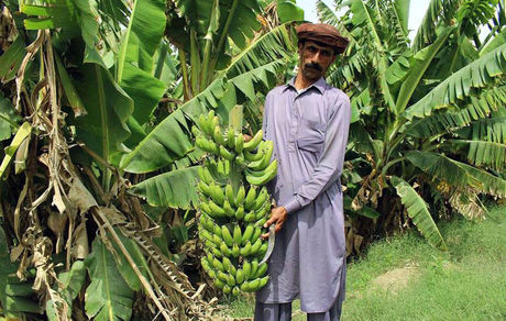 امسال ۶۰ هزار تن موز در سیستان و بلوچستان برداشت شده است