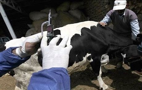 وضعیت دام‌ها و تب برفکی با واکسیناسیون گسترده تحت کنترل است