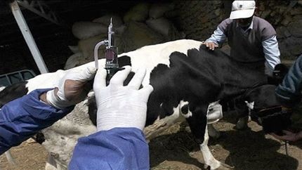 وضعیت دام‌ها و تب برفکی با واکسیناسیون گسترده تحت کنترل است