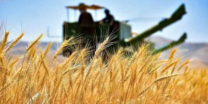 ۱۰ هزار میلیارد تومان اعتبار برای پرداخت مطالبات گندمکاران تامین شد