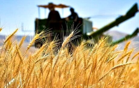 ۱۰ هزار میلیارد تومان اعتبار برای پرداخت مطالبات گندمکاران تامین شد