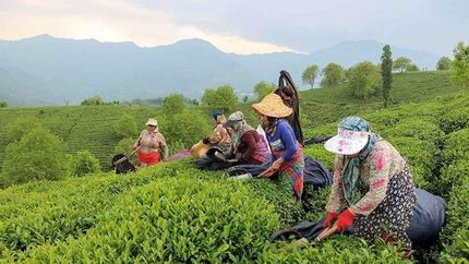 آخرین وضعیت پرداخت مطالبات چای‌کاران