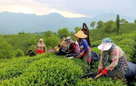 آخرین وضعیت پرداخت مطالبات چای‌کاران