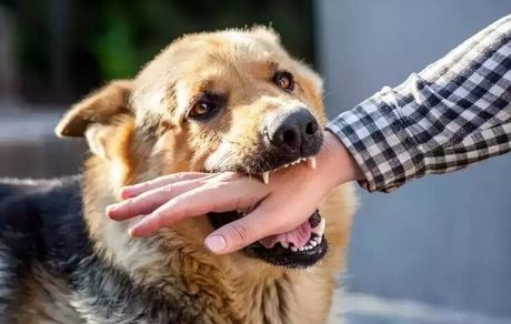 دستور دادستان شوش برای بررسی فوری حادثه حمله سگ به کودک چهار ساله 