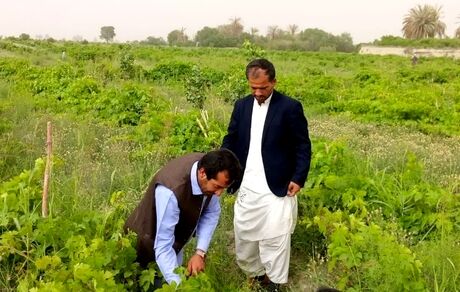 تولید انواع محصولات کشاورزی در ۱۰ هزار هکتار از اراضی شهرستان خاش