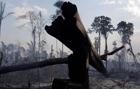 تخریب دو سوم از جنگل های استواییِ جهان