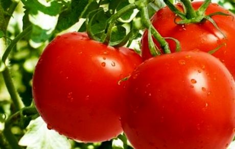 گوجه‌فرنگی تقویت‌کننده سیستم ایمنی بدن