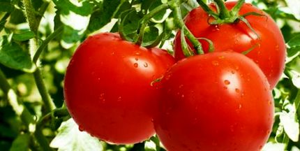 گوجه‌فرنگی تقویت‌کننده سیستم ایمنی بدن