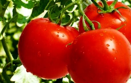 گوجه‌فرنگی تقویت‌کننده سیستم ایمنی بدن