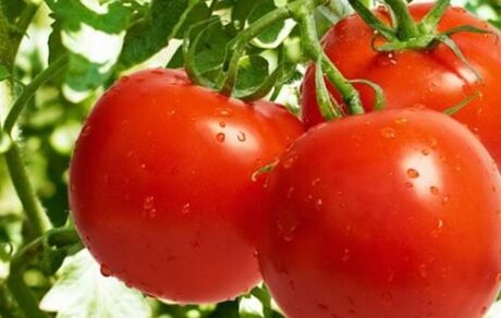 گوجه‌فرنگی تقویت‌کننده سیستم ایمنی بدن