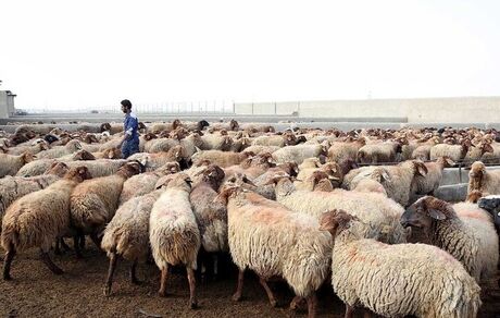 ۲ تا ۲.۵ میلیون راس دام سبک آماده کشتار