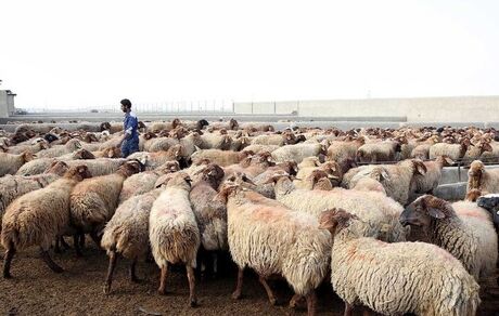 ۲ تا ۲.۵ میلیون راس دام سبک آماده کشتار