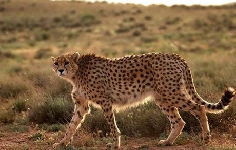 فرایند نجات یوز در مرحله حساسی قرار دارد