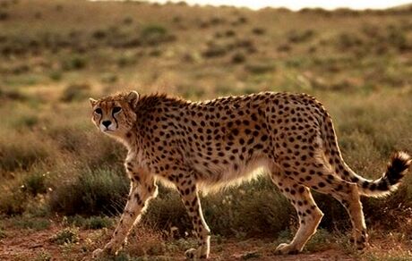 فرایند نجات یوز در مرحله حساسی قرار دارد