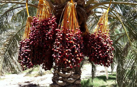آغاز معاملات خرما از سه شنبه در بورس کالا