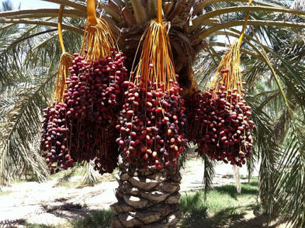 آغاز معاملات خرما از سه شنبه در بورس کالا