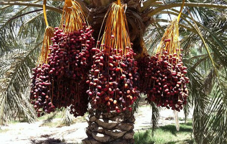 آغاز معاملات خرما از سه شنبه در بورس کالا