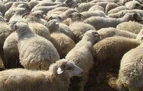 تب برفکی، بازارهای دام ترکیه را تعطیل کرد