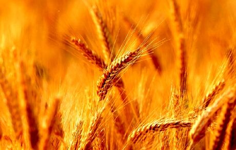 پیش بینی برداشت ۷۱ هزار تن گندم در مراغه