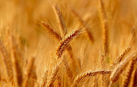 پیش بینی برداشت ۷۱ هزار تن گندم در مراغه
