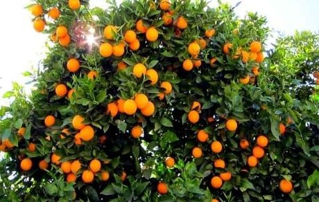 تولید ۲۰ نوع مرکبات در دزفول